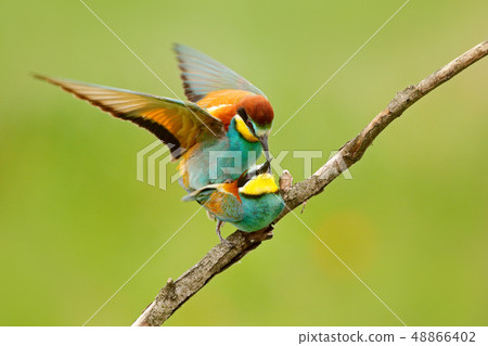 Animal love, European Bee-eaters mating 48866402