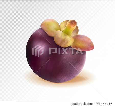 Ripe mangosteen isolated on transparent background. Closeup. Realistic vector, 3d illustration 48866716