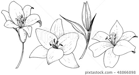 Vector Lily floral botanical flower. Black and white engraved ink art. Isolated lilies illustration Vector Lily floral botanical flower. Black and white engraved ink art. Isolated lilies illustration 48866898