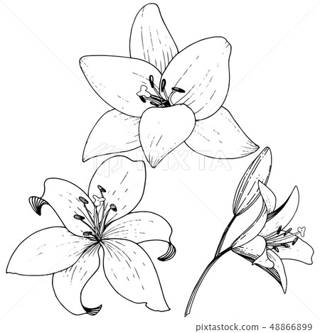 Vector Lily floral botanical flower. Black and white engraved ink art. Isolated lilies illustration 48866899
