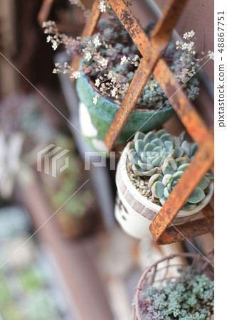 各種顯示的多肉植物 48867751