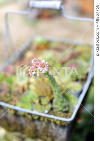 Succulent plants with various displays 48867759