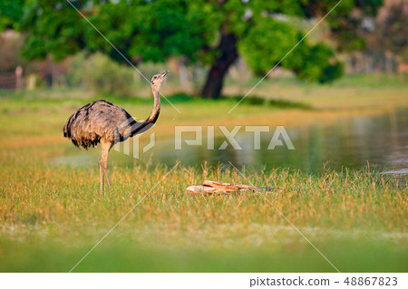 Greater Rhea, Rhea americana, walking big bird 48867823