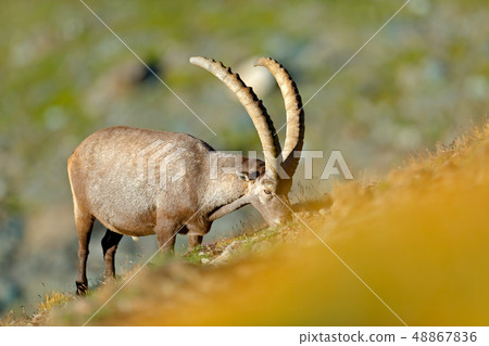 Alpine Ibex, Capra ibex, in nature habitat Alpine Ibex, Capra ibex, in nature habitat 48867836