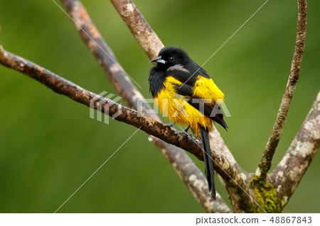 Black-cowled Oriole, Icterus prosthemelas Black-cowled Oriole, Icterus prosthemelas 48867843