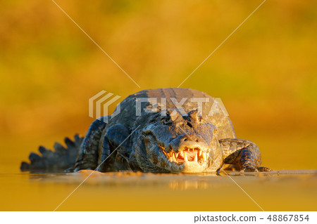 Evening light in nature. Yacare Caiman in river Evening light in nature. Yacare Caiman in river 48867854