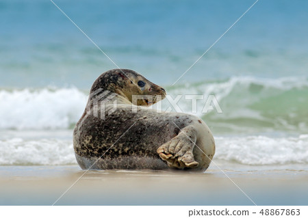 Animal in the water. Grey Seal, Halichoerus grypus Animal in the water. Grey Seal, Halichoerus grypus 48867863