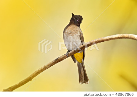 Pycnonotus tricolor on the branch 48867866