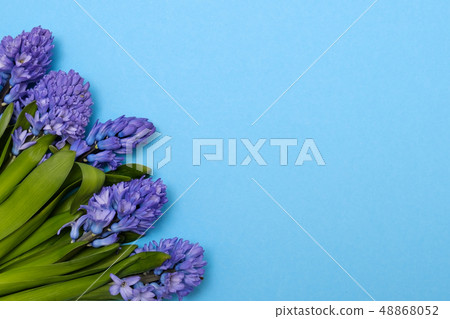 Blue hyacinth flowers as present card on a colored background with copyspace. Blue hyacinth flowers as present card on a colored background with copyspace. 48868052