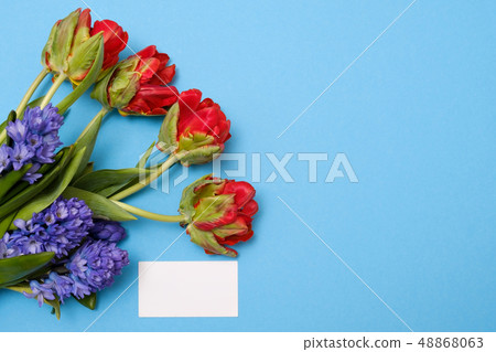 Red tulips and blue hyacinth flowers as present card on a colored background with copyspace. Red tulips and blue hyacinth flowers as present card on a colored background with copyspace. 48868063