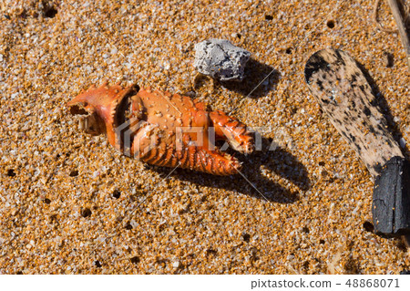 Ecology: beach discoveries - broken clab claw Ecology: beach discoveries - broken clab claw 48868071
