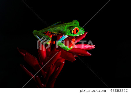 Red-eyed Tree Frog, Agalychnis callidryas 48868222