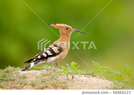 Hoopoe, Upupa epops, nice orange bird with crest 48868223