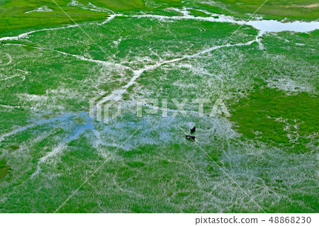 Hippo in aerial landscape in Okavango delta Hippo in aerial landscape in Okavango delta 48868230