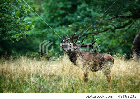 Red deer stag, majestic powerful adult animal Red deer stag, majestic powerful adult animal 48868232