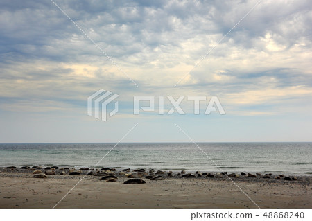 Seal colony on the pebble bech. 48868240