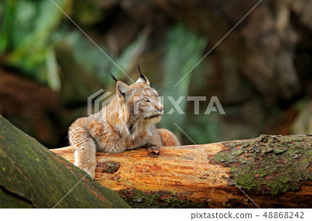 Lynx in green forest. Wildlife scene from nature. 48868242