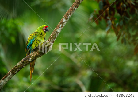 Green parrot Great-Green Macaw, Ara ambigua 48868245