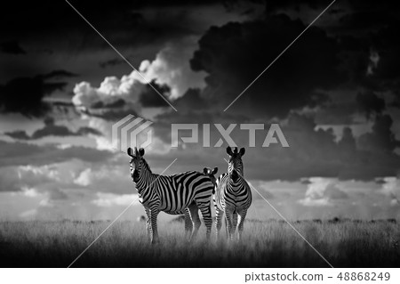 Zebra with dark storm sky. Burchell's zebra Zebra with dark storm sky. Burchell's zebra 48868249