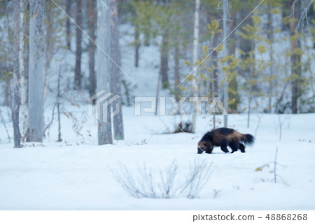 Wolverine in winter with snow. Wolverine in winter with snow. 48868268