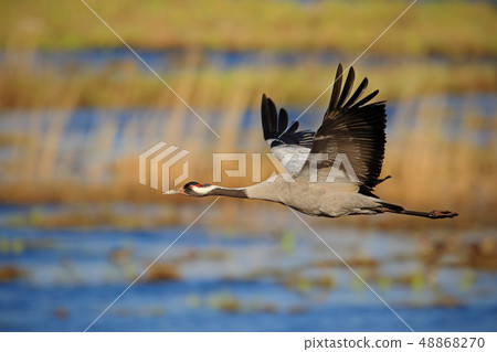 Flying Common Crane, Grus grus 48868270