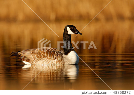 Barnacle Goose, Branta leucopsis on the surface 48868272