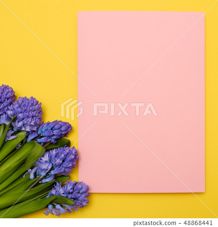 Blue hyacinth flowers as present card on a colored background with copyspace. 48868441