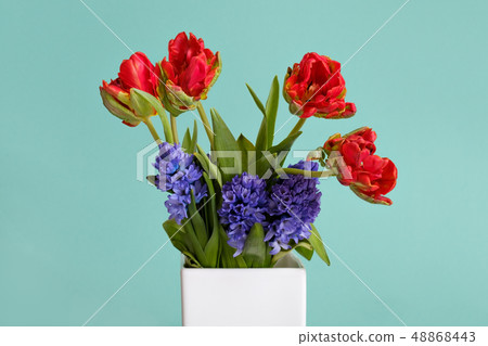 Red tulips and blue hyacinth flowers in white vase Red tulips and blue hyacinth flowers in white vase 48868443
