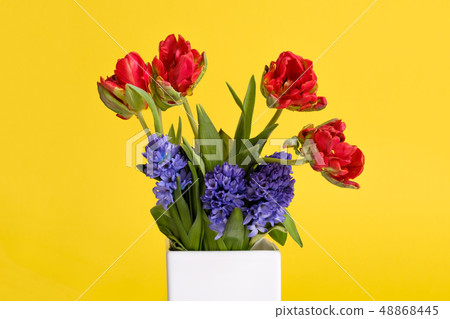 Red tulips and blue hyacinth flowers in white vase 48868445