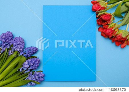 Red tulips and blue hyacinth flowers as present card on a colored background with copyspace. Red tulips and blue hyacinth flowers as present card on a colored background with copyspace. 48868870