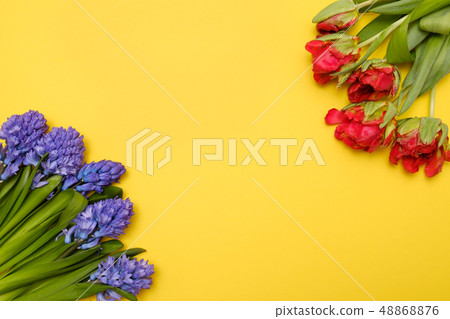 Red tulips and blue hyacinth flowers as present card on a colored background with copyspace. Red tulips and blue hyacinth flowers as present card on a colored background with copyspace. 48868876