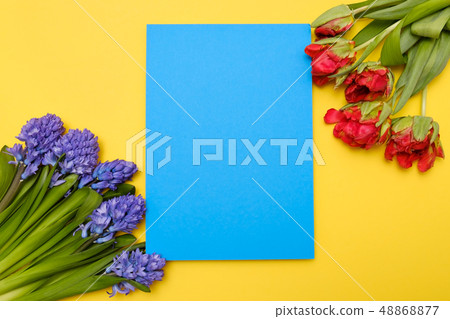Red tulips and blue hyacinth flowers as present card on a colored background with copyspace. Red tulips and blue hyacinth flowers as present card on a colored background with copyspace. 48868877