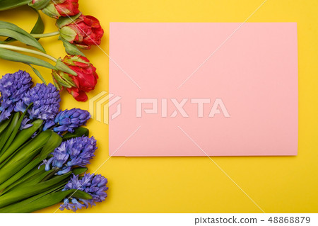 Red tulips and blue hyacinth flowers as present card on a colored background with copyspace. Red tulips and blue hyacinth flowers as present card on a colored background with copyspace. 48868879