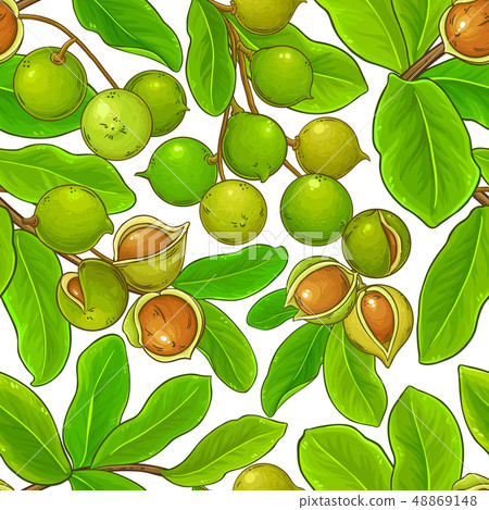 macadamia vector pattern 48869148