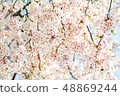 櫻桃樹 48869244