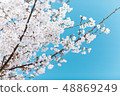 櫻桃樹 48869249