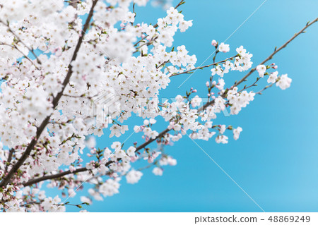 Cherry Blossom Cherry Blossom 48869249