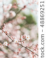 櫻桃樹 48869251
