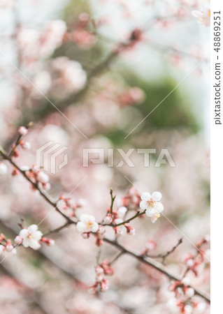 Cherry Blossom Cherry Blossom 48869251
