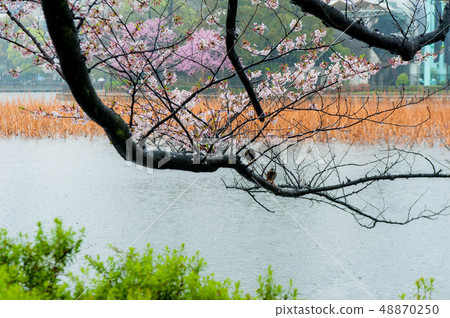 Umeino櫻花盛開上野皇家公園在雨中觀賞櫻花 48870250