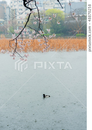 Umeino櫻花盛開上野皇家公園在雨中觀賞櫻花 48870258