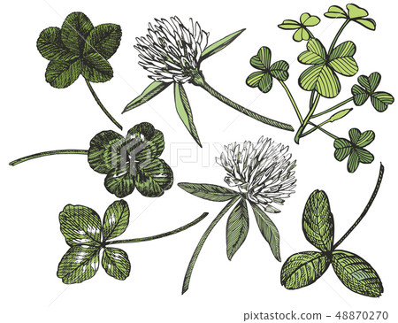 Clover set. Isolated wild plant and leaves on white background. Herbal engraved style illustration Clover set. Isolated wild plant and leaves on white background. Herbal engraved style illustration 48870270