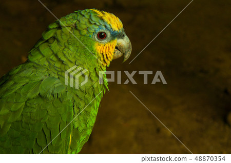 A potrait of a wild yellow headed parrot in the A potrait of a wild yellow headed parrot in the 48870354