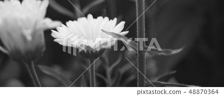 A close up and horizontally elongated black and 48870364