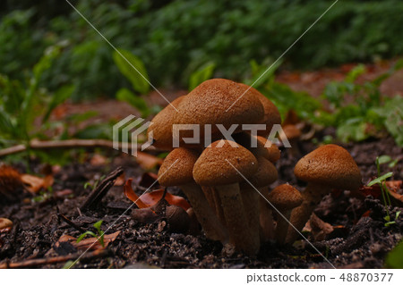Group of brown mushrooms at a clearing in the 48870377