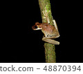 Treefrog encountered during a nightwalk in the 48870394