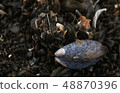 Mussel in a musselbed on the beach 48870396