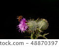 bee pollinating thistle with a black background 48870397