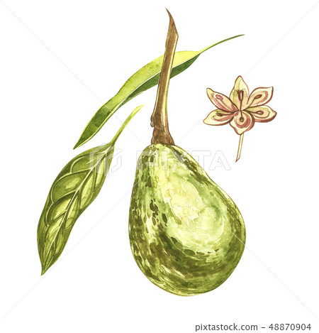 Avocado watercolor hand draw illustration isolated on white background. 48870904