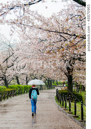 散落的女人背後，盛開的吉野櫻花在雨中上野公園賞花 48870905
